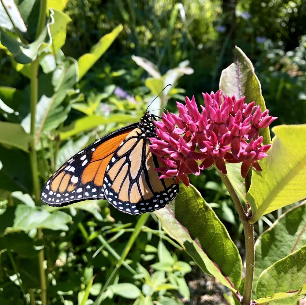 Local lawn care service in Moreno Valley, CA by Gaia Nativescapes