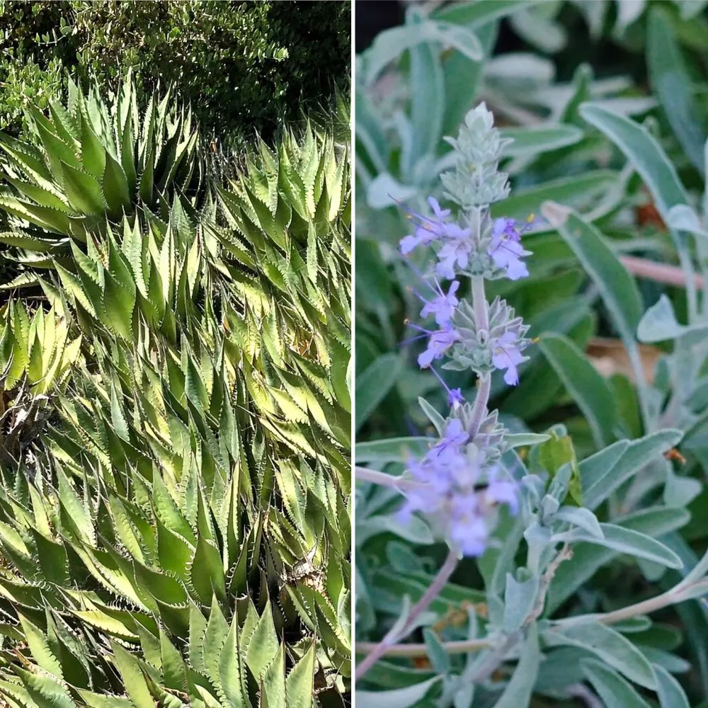 Local lawn care service near you across Moreno Valley, CA - Gaia Nativescapes