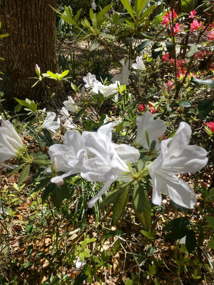 Local landscaping services in Micanopy, FL by Gainesville Greenscapes