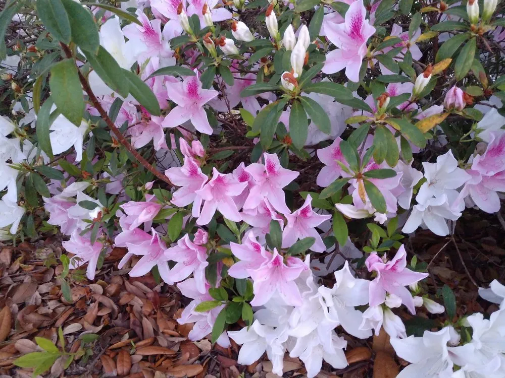 Affordable residential landscaping experts serving Micanopy, FL - Gainesville Greenscapes