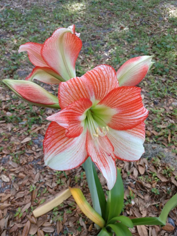Custom landscape installation for beautiful yards in Micanopy, FL by Gainesville Greenscapes