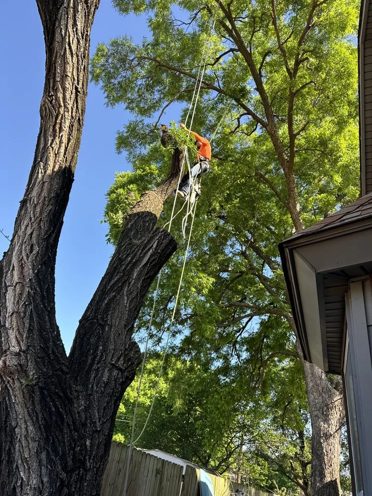 Top-rated landscape installation in Tulsa, OK - Galarza stump grinding
