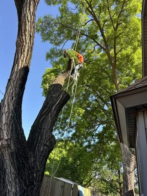 Galarza stump grinding Logo