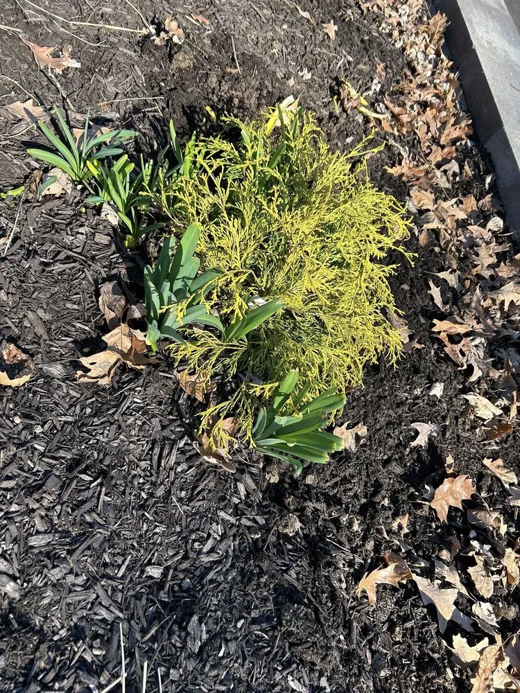 Local lawn care service in Fort Wayne, IN by Galbraith's