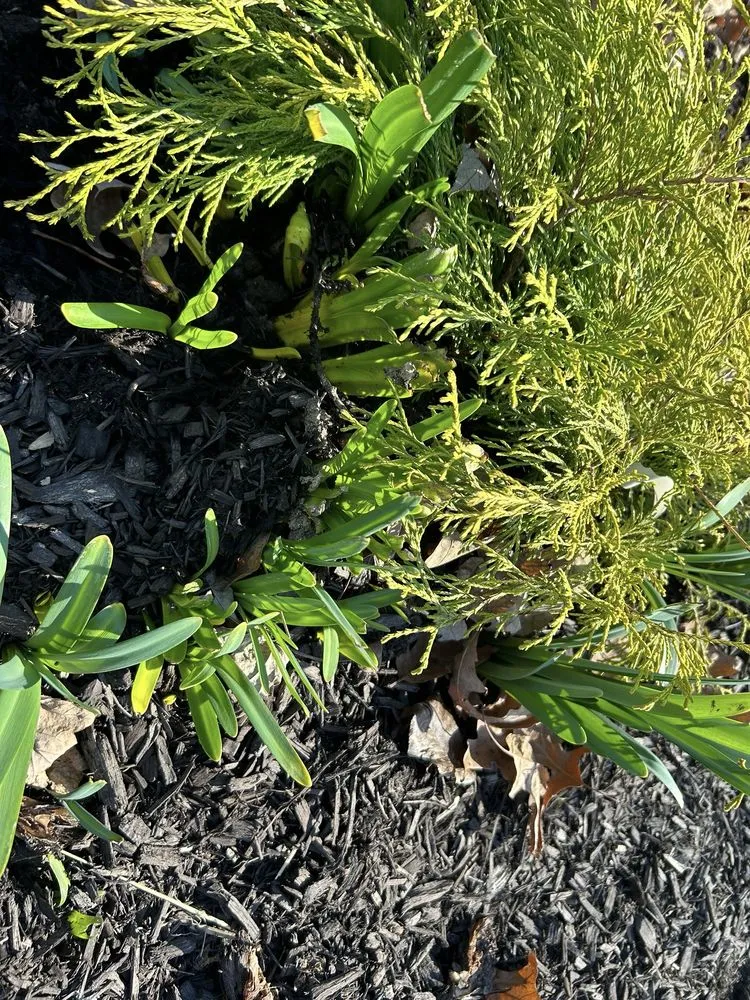 Local lawn mowing service in Fort Wayne, IN by Galbraith's