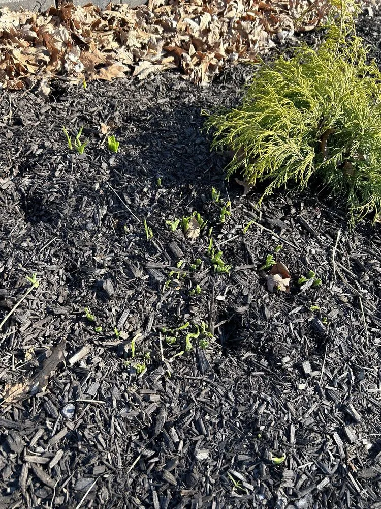 Top-rated landscape installation for outdoor upgrades across Fort Wayne, IN - Galbraith's