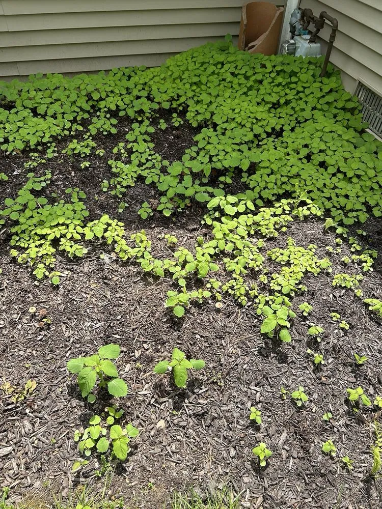 Professional landscaping services in Fort Wayne, IN - Galbraith's