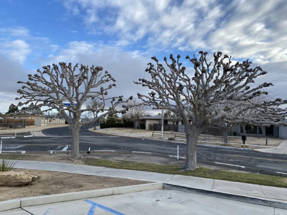 Local lawn care service in Apple Valley, CA - Galeana Services