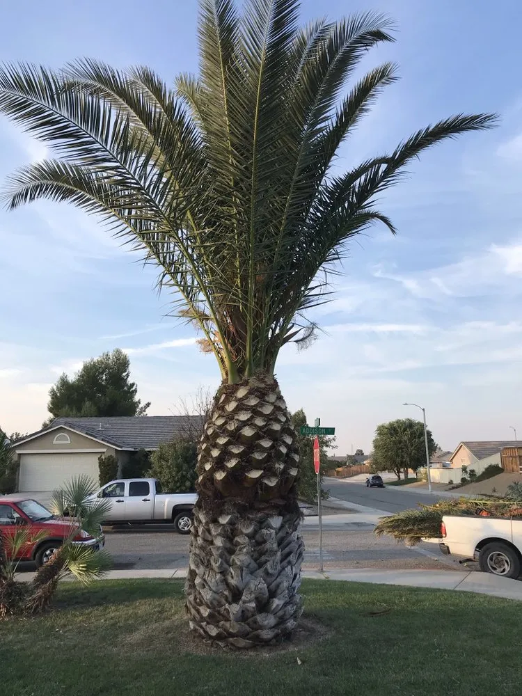 Trusted landscape design for residential properties in Apple Valley, CA by Galeana Services