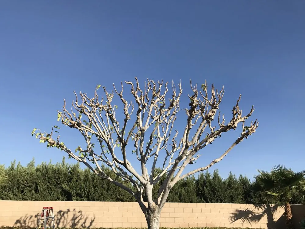 Custom lawn mowing service in Apple Valley, CA - Galeana Services