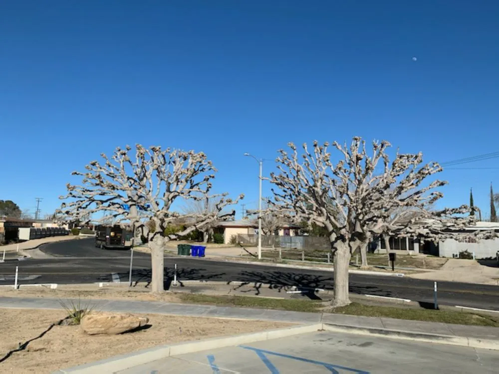 Local landscaping services for year-round maintenance across Apple Valley, CA - Galeana Services