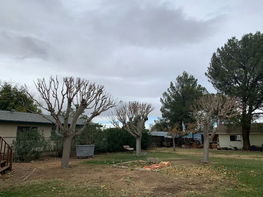 Affordable outdoor landscaping in Apple Valley, CA - Galeana Services