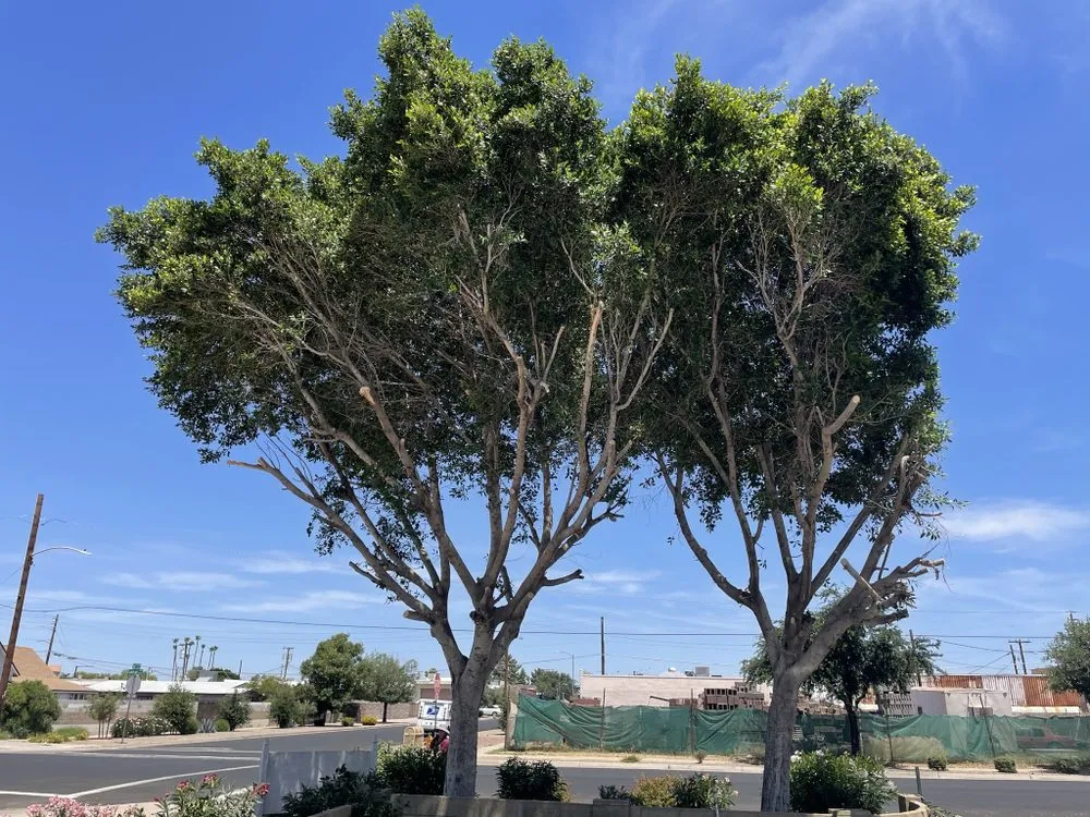 Local garden landscaping in Glendale, AZ by Galindo Lawn Service