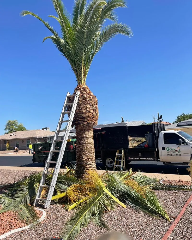 Trusted residential landscaping for outdoor upgrades across Glendale, AZ - Galindo Lawn Service