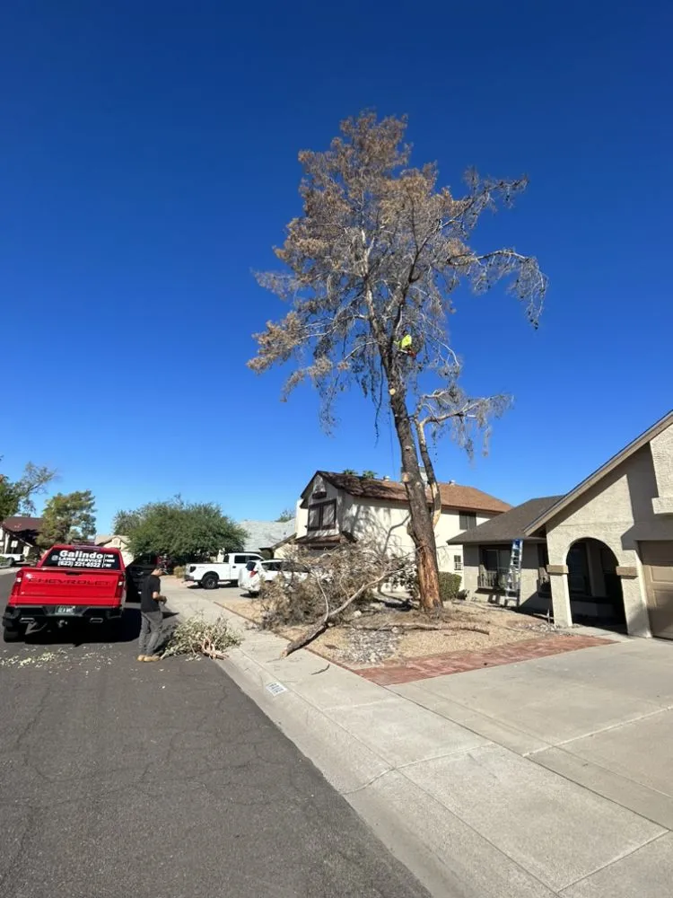 Trusted outdoor landscaping in Glendale, AZ by Galindo Lawn Service