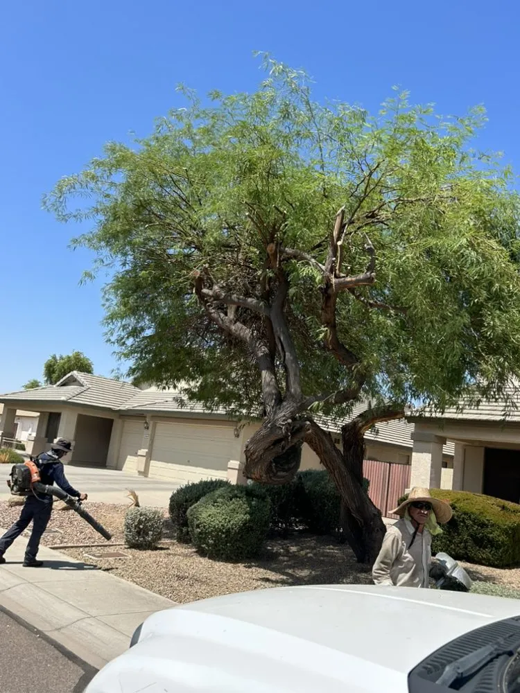 Local residential landscaping experts serving Glendale, AZ - Galindo Lawn Service