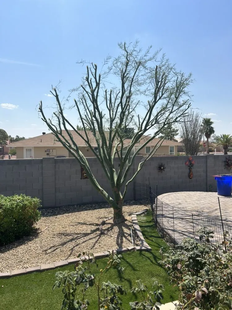 Reliable residential landscaping for outdoor upgrades in Glendale, AZ by Galindo Lawn Service