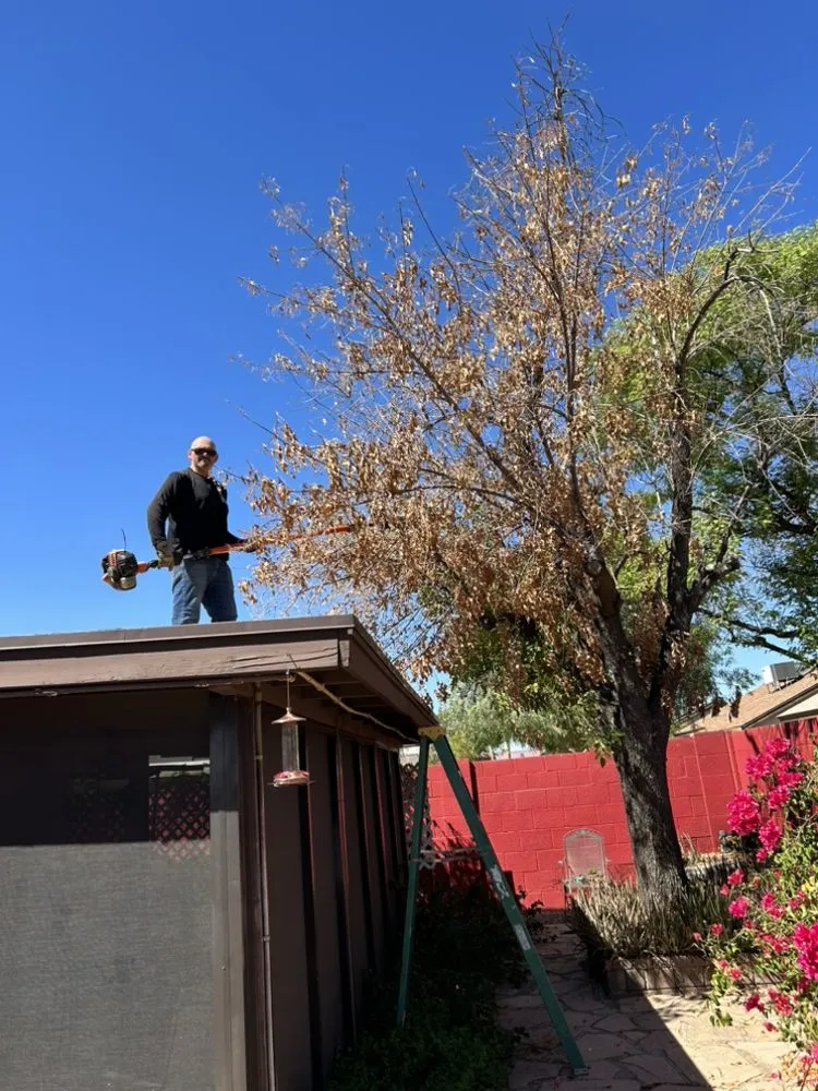 Professional garden landscaping in Glendale, AZ - Galindo Lawn Service