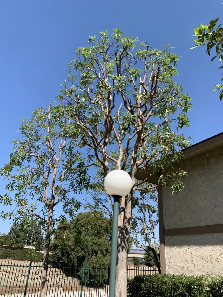 Professional lawn care service experts serving Newport Beach, CA - Galindo’s Landscaping & Gardening