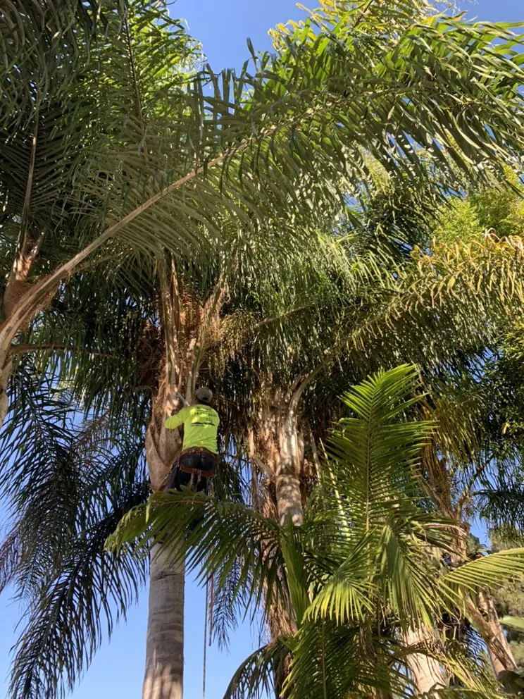 Top-rated landscaping services experts serving Newport Beach, CA - Galindo’s Landscaping & Gardening