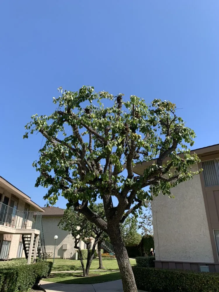 Local lawn mowing service for homes across Newport Beach, CA - Galindo’s Landscaping & Gardening