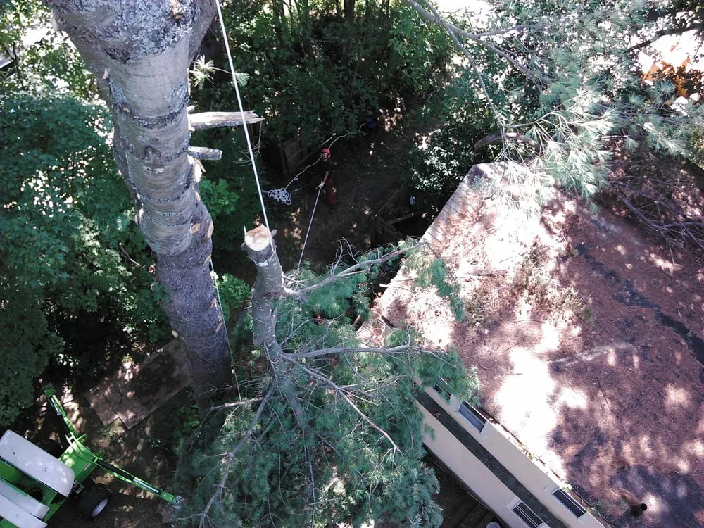 Professional landscaping services in Cornish, NH - Gallagher Tree Service