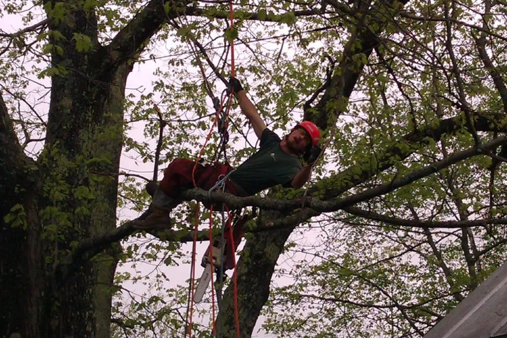 Expert landscape design in Cornish, NH by Gallagher Tree Service