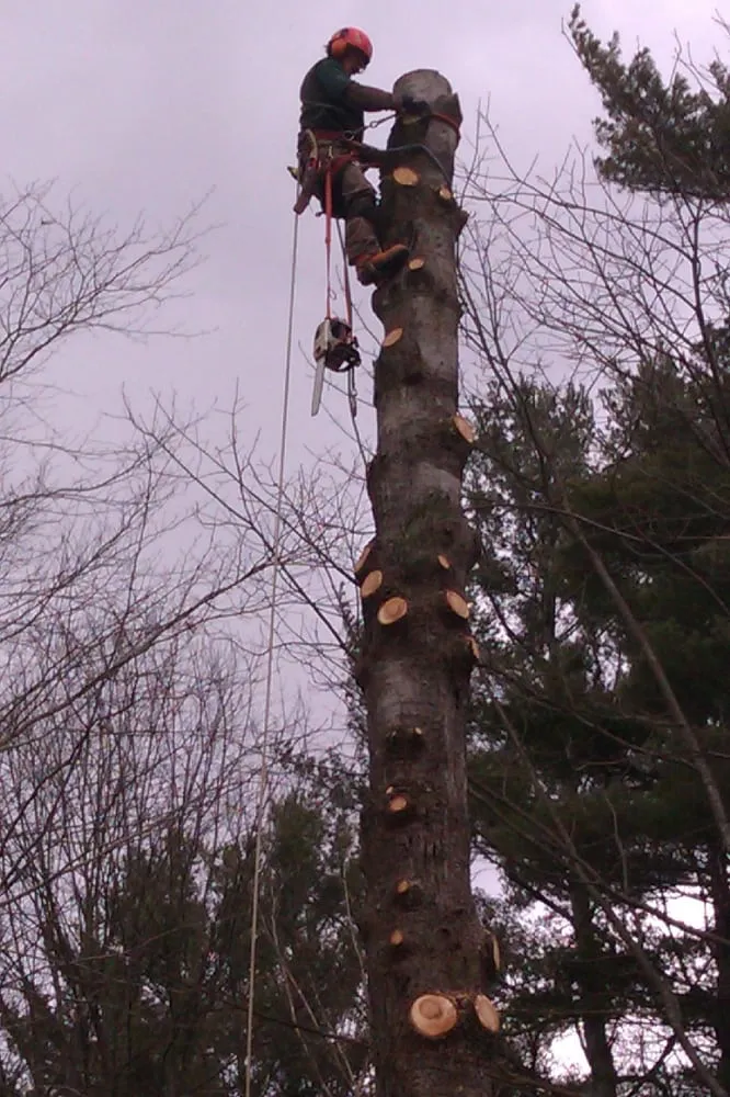 Affordable yard maintenance in Cornish, NH by Gallagher Tree Service