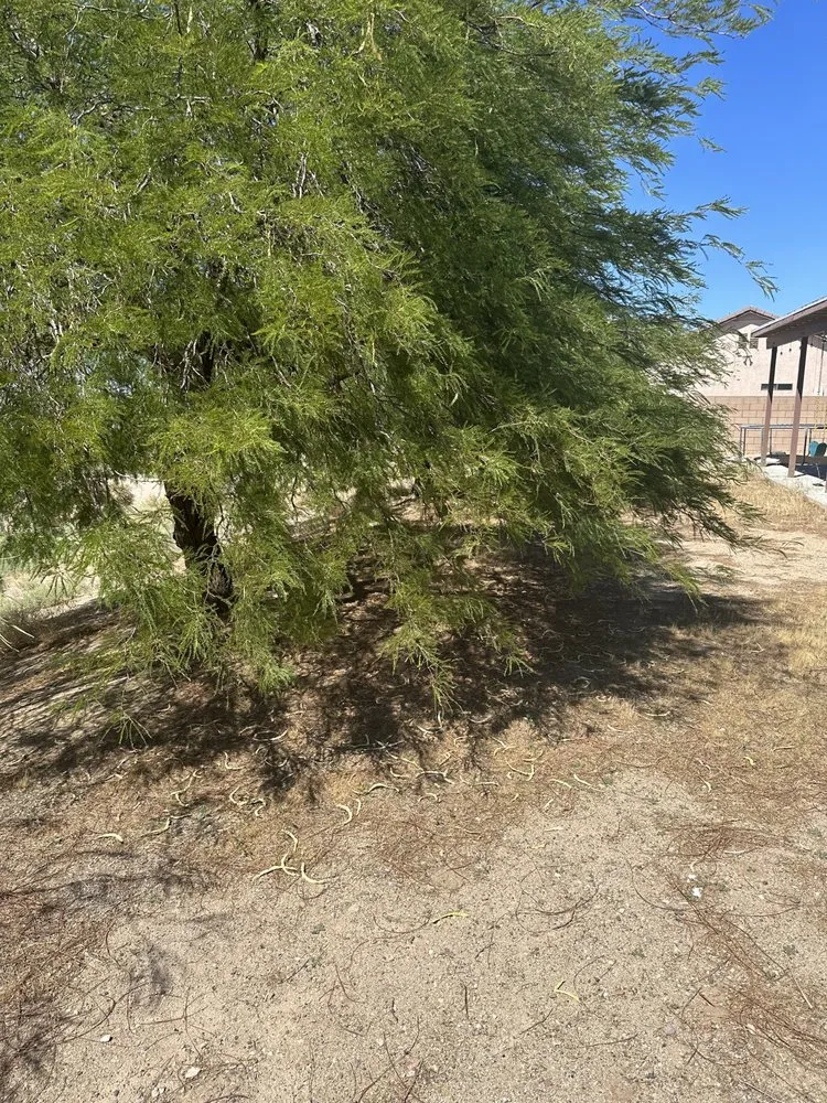 Local lawn mowing service in Apple Valley, CA - Gallegos Landscaping & Pool Service