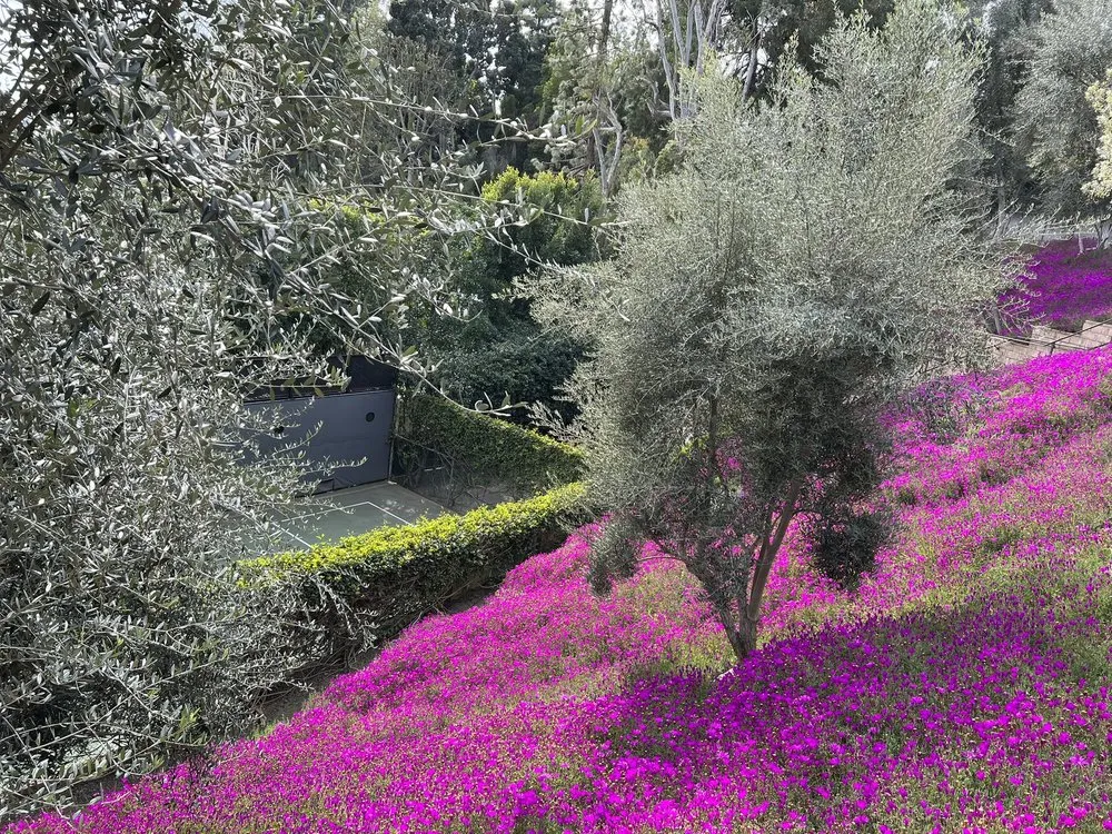 Affordable lawn mowing service for residential properties across Beverly Hills, CA - Gallo Greens