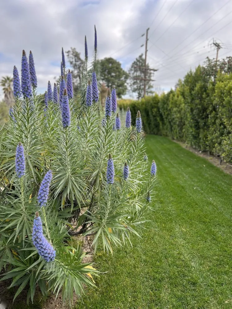 Expert residential landscaping with custom design across Beverly Hills, CA - Gallo Greens