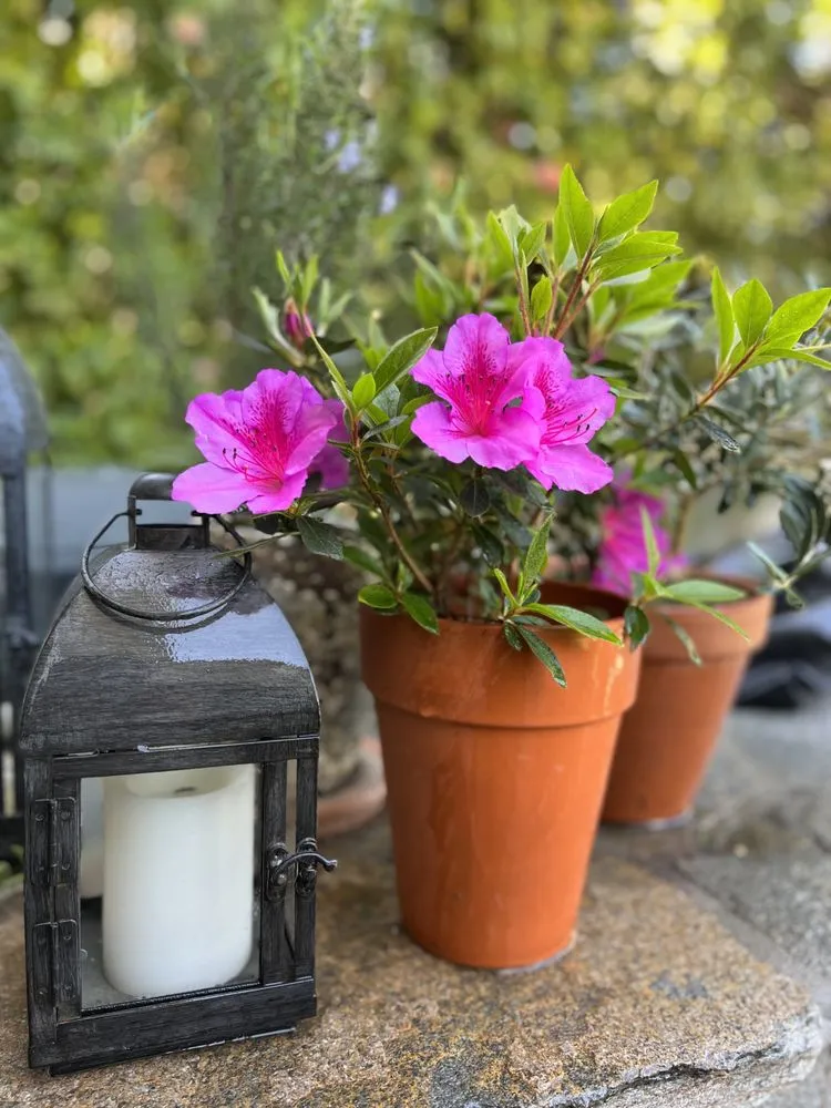 Affordable landscaping services for beautiful yards across Beverly Hills, CA - Gallo Greens