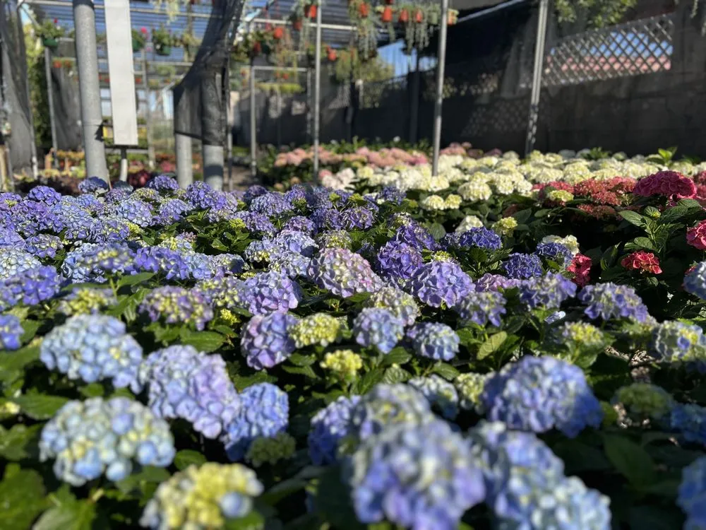 Reliable yard cleanup service near you in Beverly Hills, CA by Gallo Greens