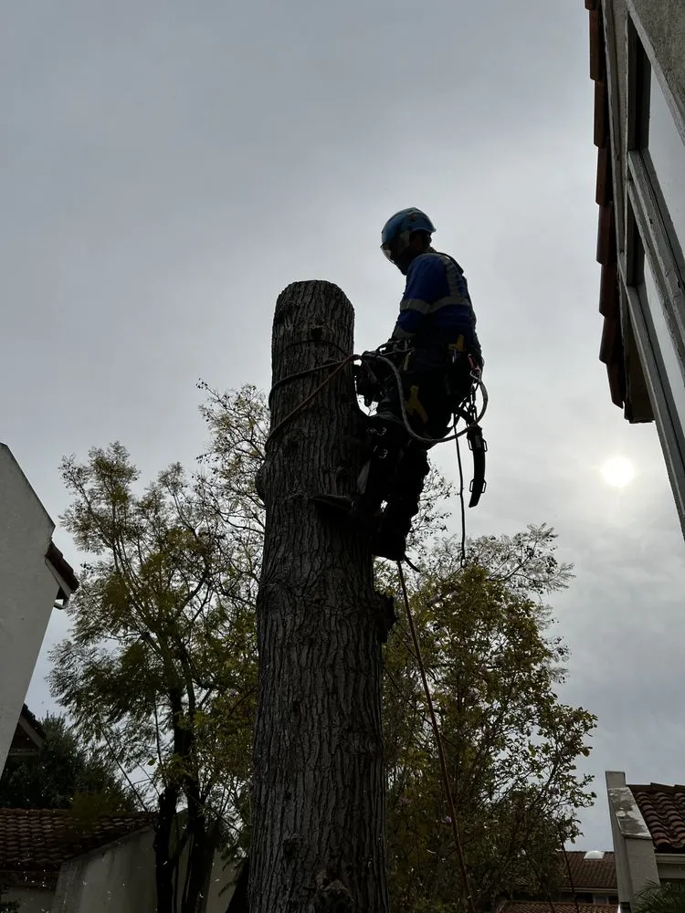 Trusted landscape installation in Beverly Hills, CA - Gallo Greens