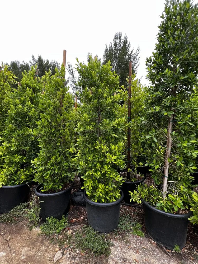 Reliable garden landscaping experts serving Beverly Hills, CA - Gallo Greens