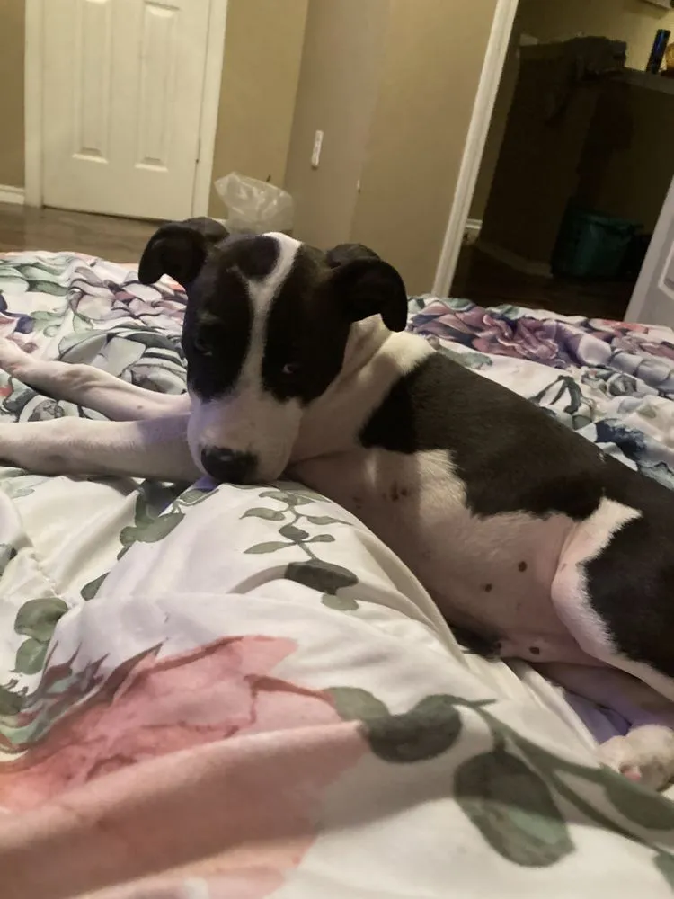 Reliable landscape design for year-round maintenance across Groves, TX - Gallos Lawn Care & House Cleaning