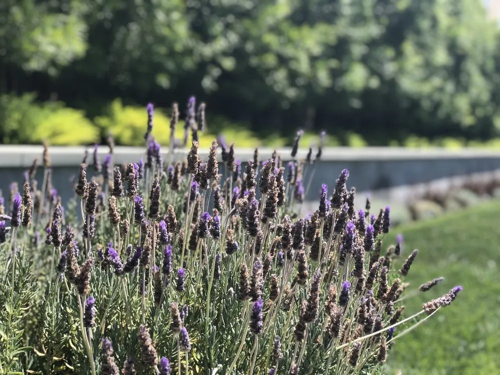 Professional landscape design in Santa Clarita, CA - Galloway Landscape & Design