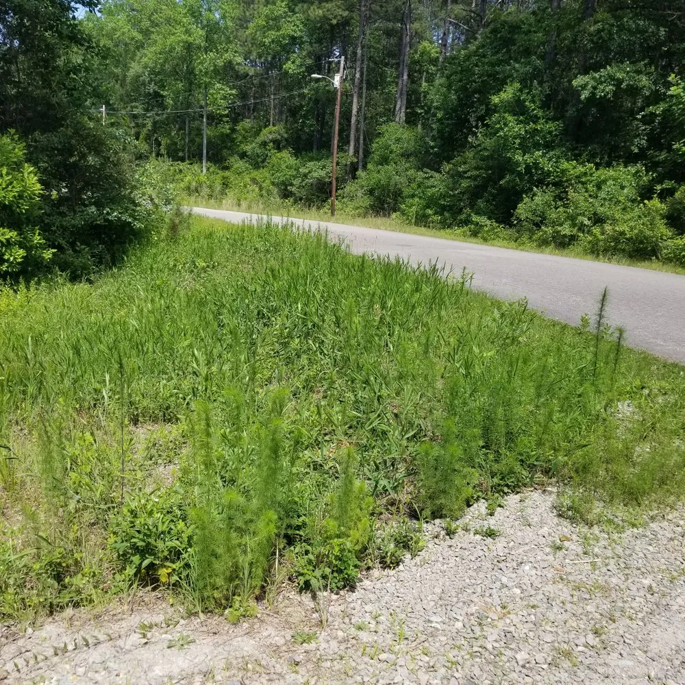 Affordable yard cleanup service for homes across Aberdeen, NC - Galloways Grow Care