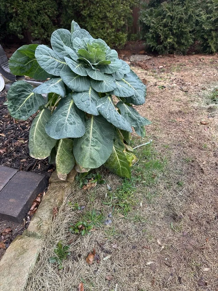 Affordable lawn care service with custom design across Canton, GA - GALT Landscape Company