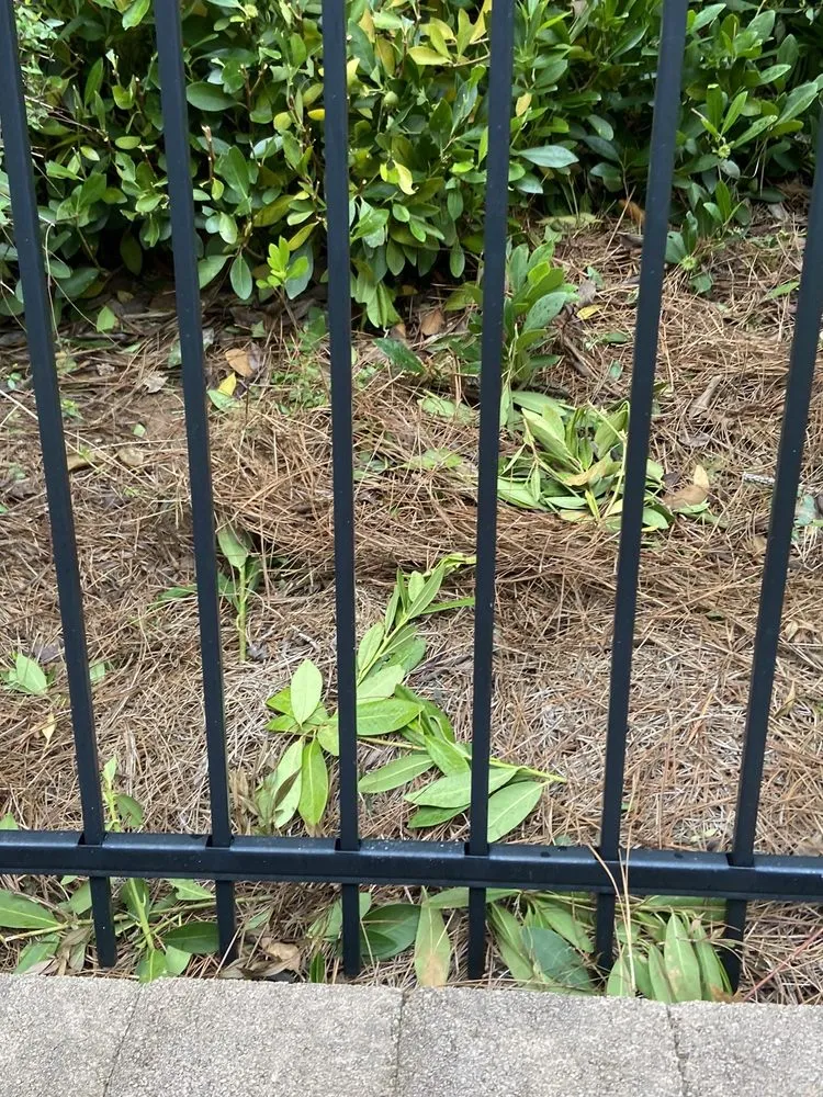 Professional yard cleanup service for year-round maintenance in Canton, GA by GALT Landscape Company