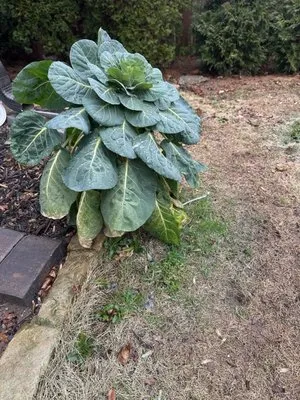 GALT Landscape Company Logo