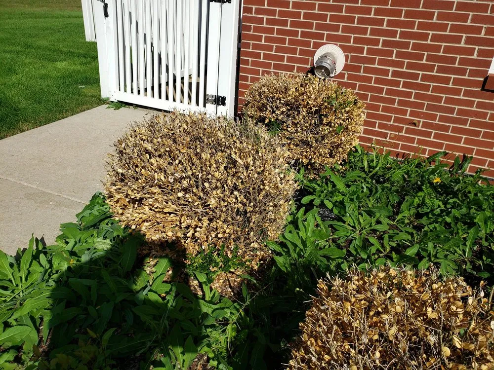 Custom lawn mowing service near you in Aurora, IL by Galvan's Landscaping