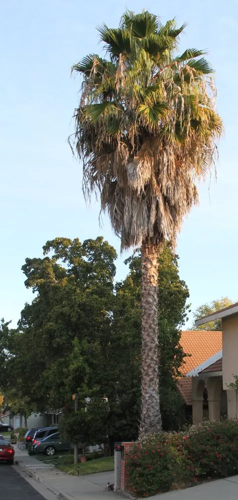 Professional lawn mowing service in Antioch, CA - Galvan's Tree Service & Landscaping