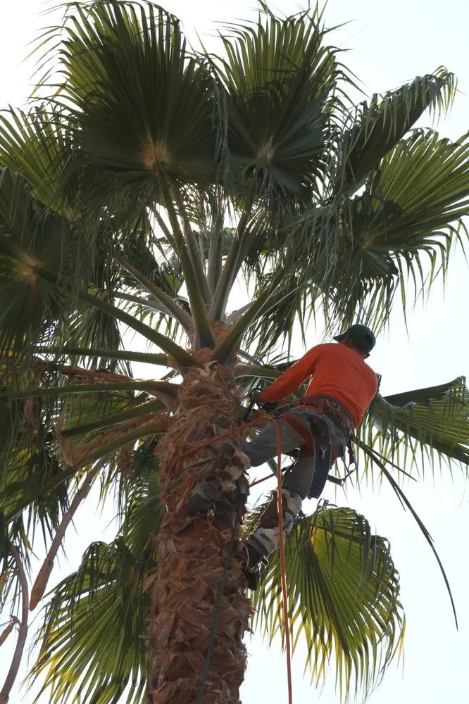 Custom landscape design for homes in Antioch, CA by Galvan's Tree Service & Landscaping