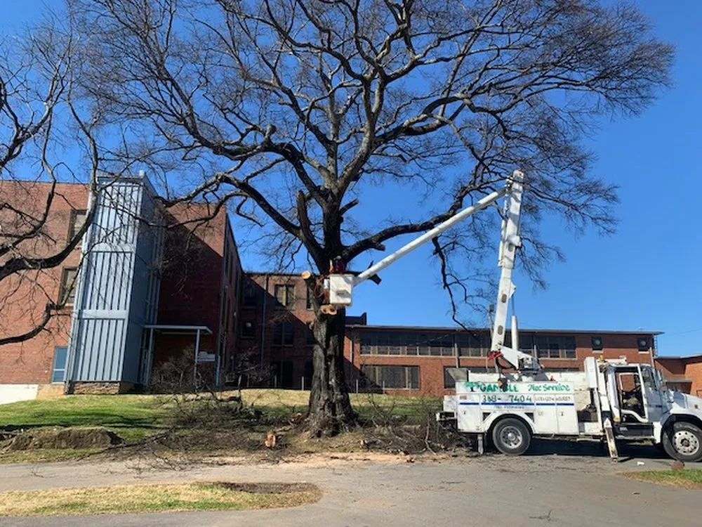 Affordable yard cleanup service in Birmingham, AL by Gamble Tree Service