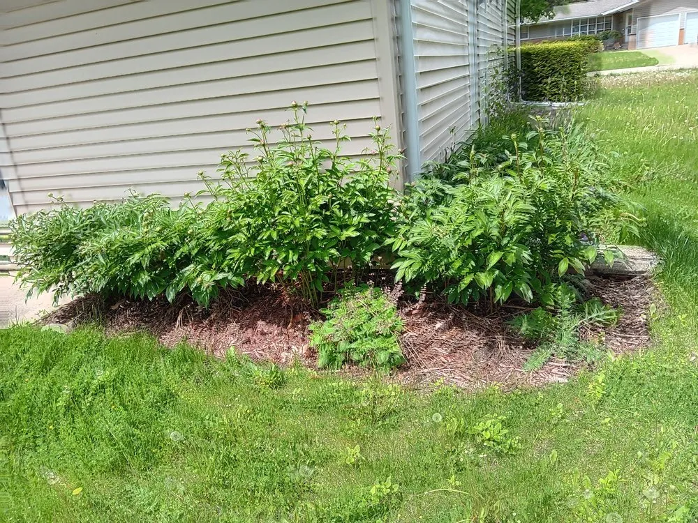 Professional lawn mowing service for outdoor upgrades across Dekalb, IL - Gamboa's Landscaping