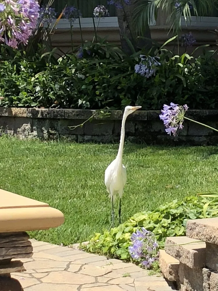 Expert landscaping services in Garden Grove, CA by Gamboa's Landscaping