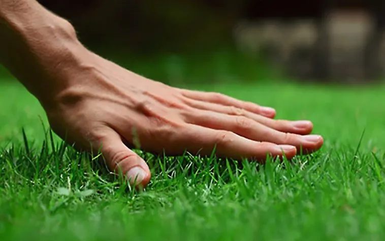 Trusted outdoor landscaping in Tallahassee, FL - Gameday Grass