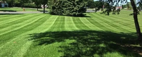 Local yard cleanup service for year-round maintenance across North Charleston, SC - GameFace ProCare Lawn Services