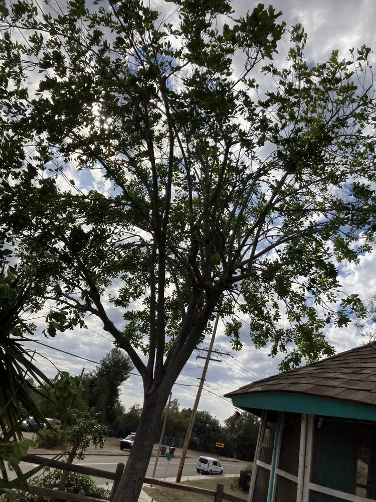 Expert residential landscaping in San Diego, CA by Gami Escobar Landscaping